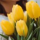 Букет 9 желтых тюльпанов