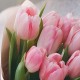 Букет из 13 розовых тюльпанов