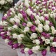 1001 бело-фиолетовый тюльпан в корзине