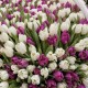 1001 бело-фиолетовый тюльпан в корзине