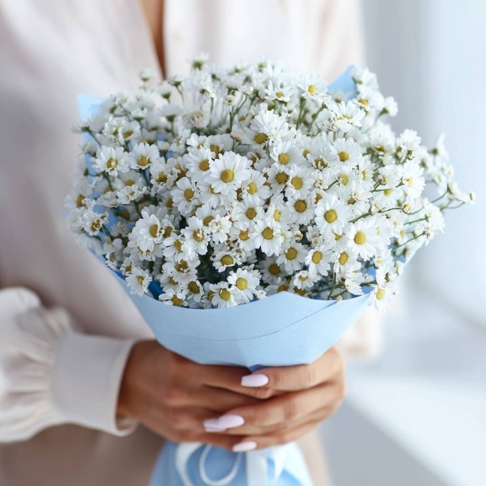 25 кустовых ромашек танацетум 25 кустовых ромашек танацетум