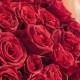 Букет 41 красная роза